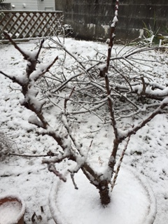 新しい日に雪が降る 新しい日に雪が降る