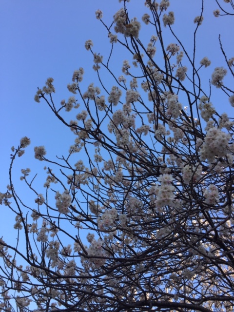 さくらんぼの花 さくらんぼの花